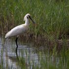 Löffler / Lepelaar (Platalea leucorodia)