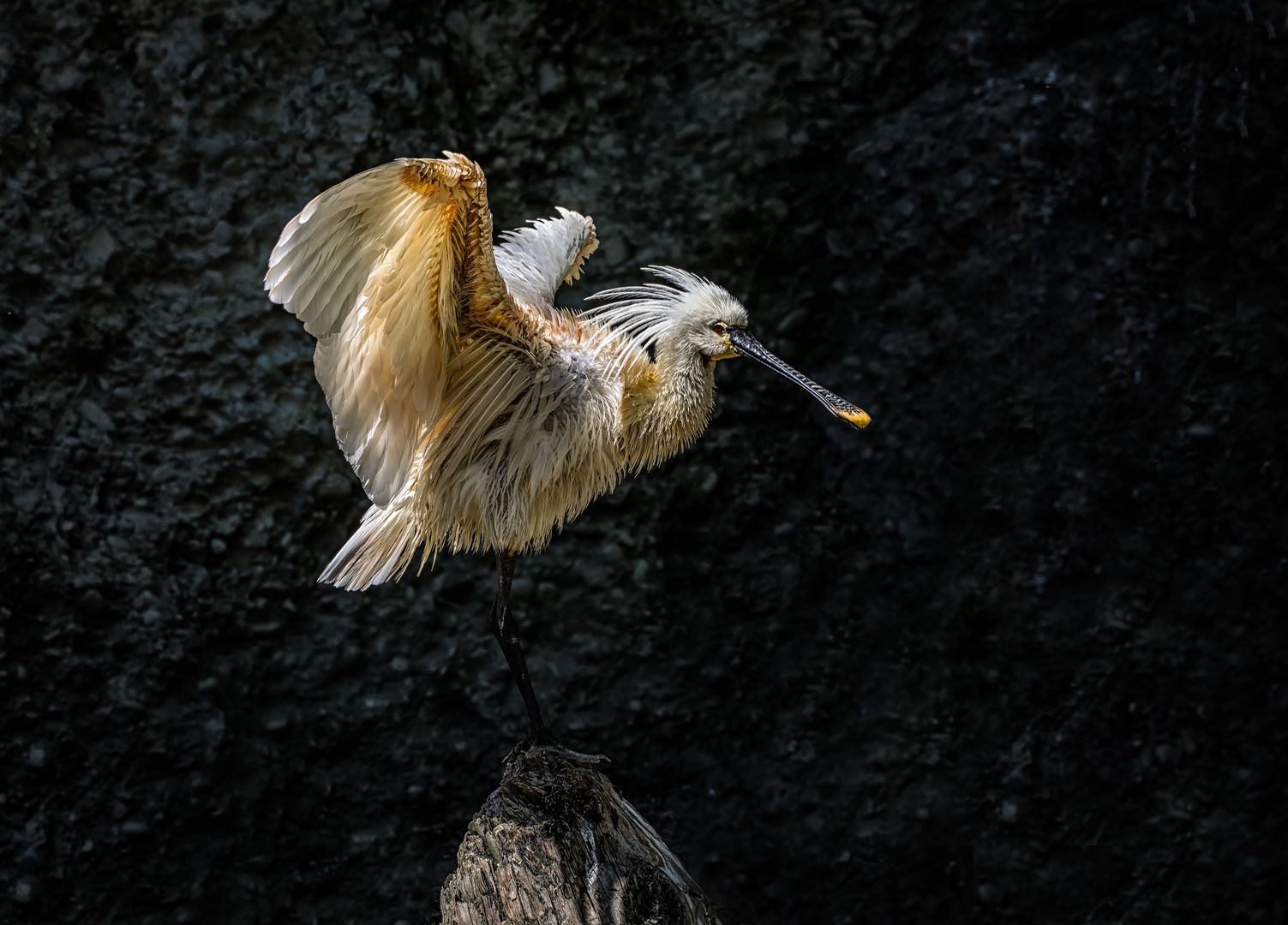 Löffler nach dem Bad im Zoo Zürich