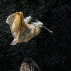 Löffler nach dem Bad im Zoo Zürich