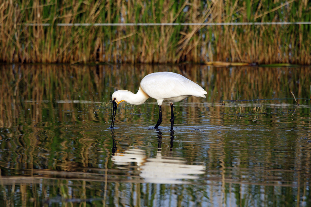 Löffler - Neusiedler See