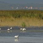 Löffler-Neusiedlersee