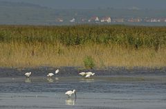 Löffler-Neusiedlersee