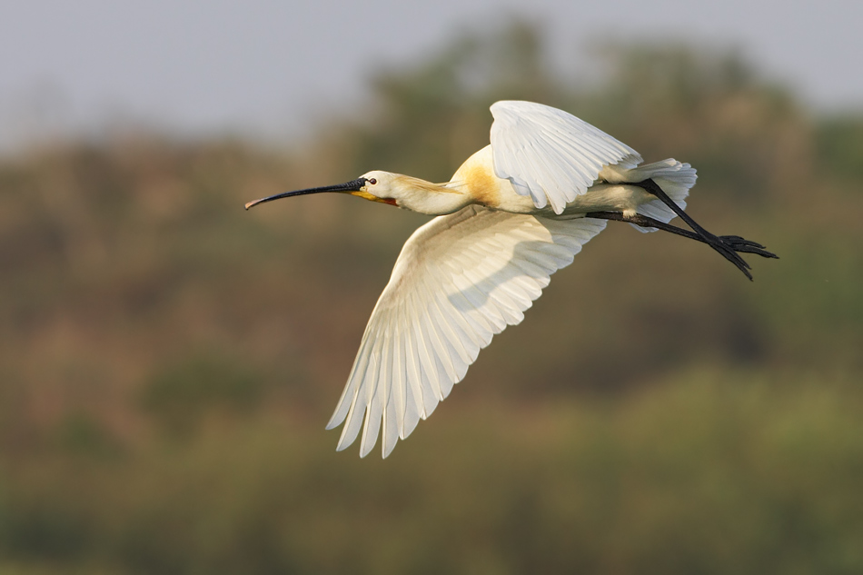 Löffler (Platalea leucorodia)