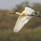 Löffler (Platalea leucorodia)