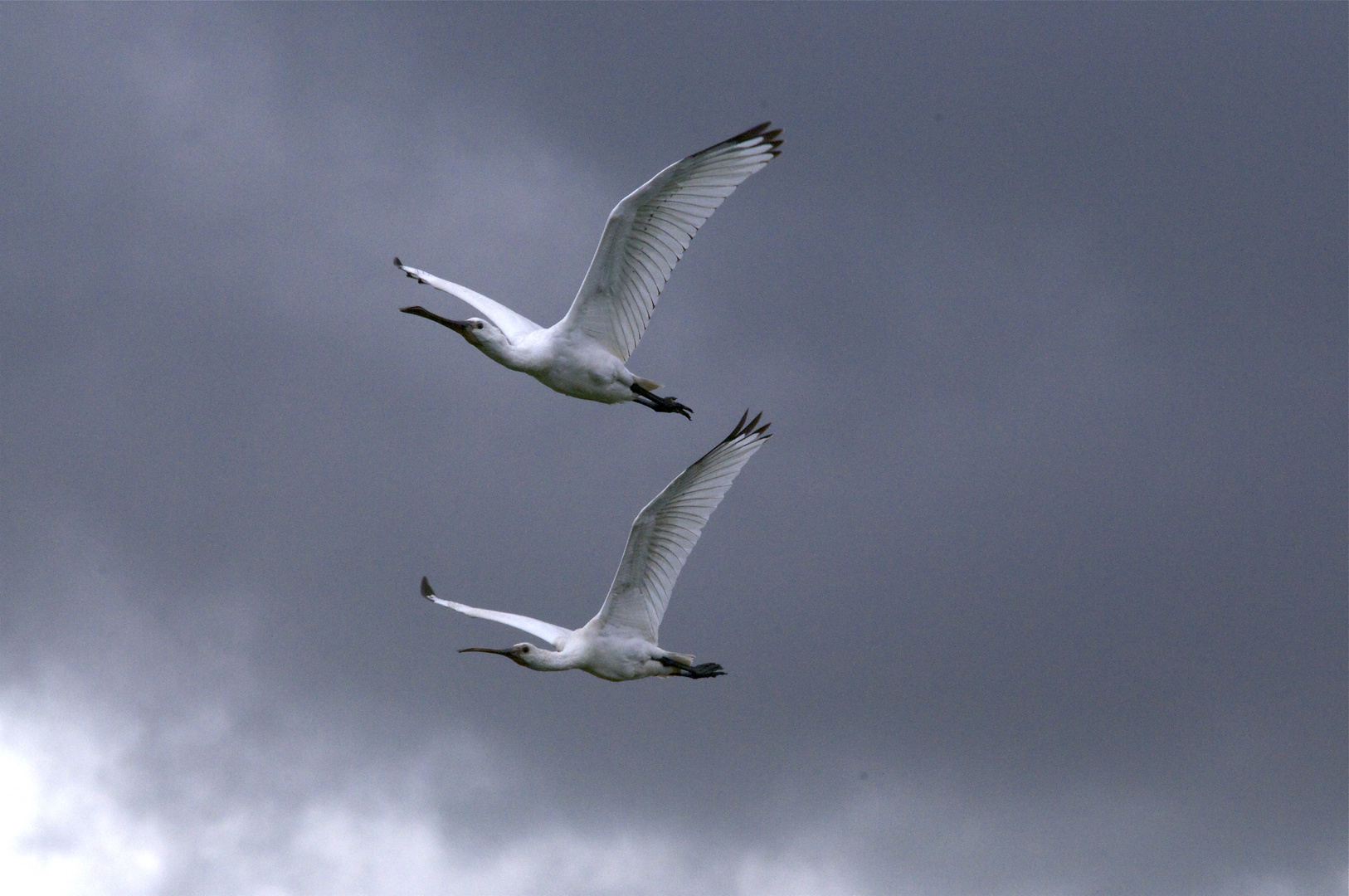 Löffler - Platalea leucorodia