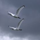 Löffler - Platalea leucorodia