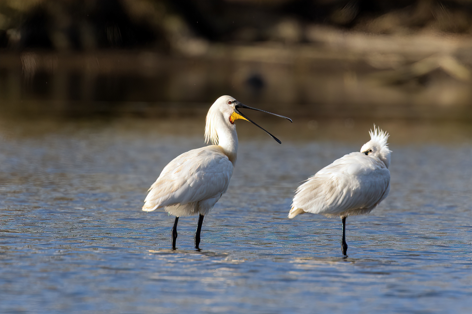 Löffler (Platalea leucorodia)