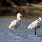 Löffler (Platalea leucorodia)