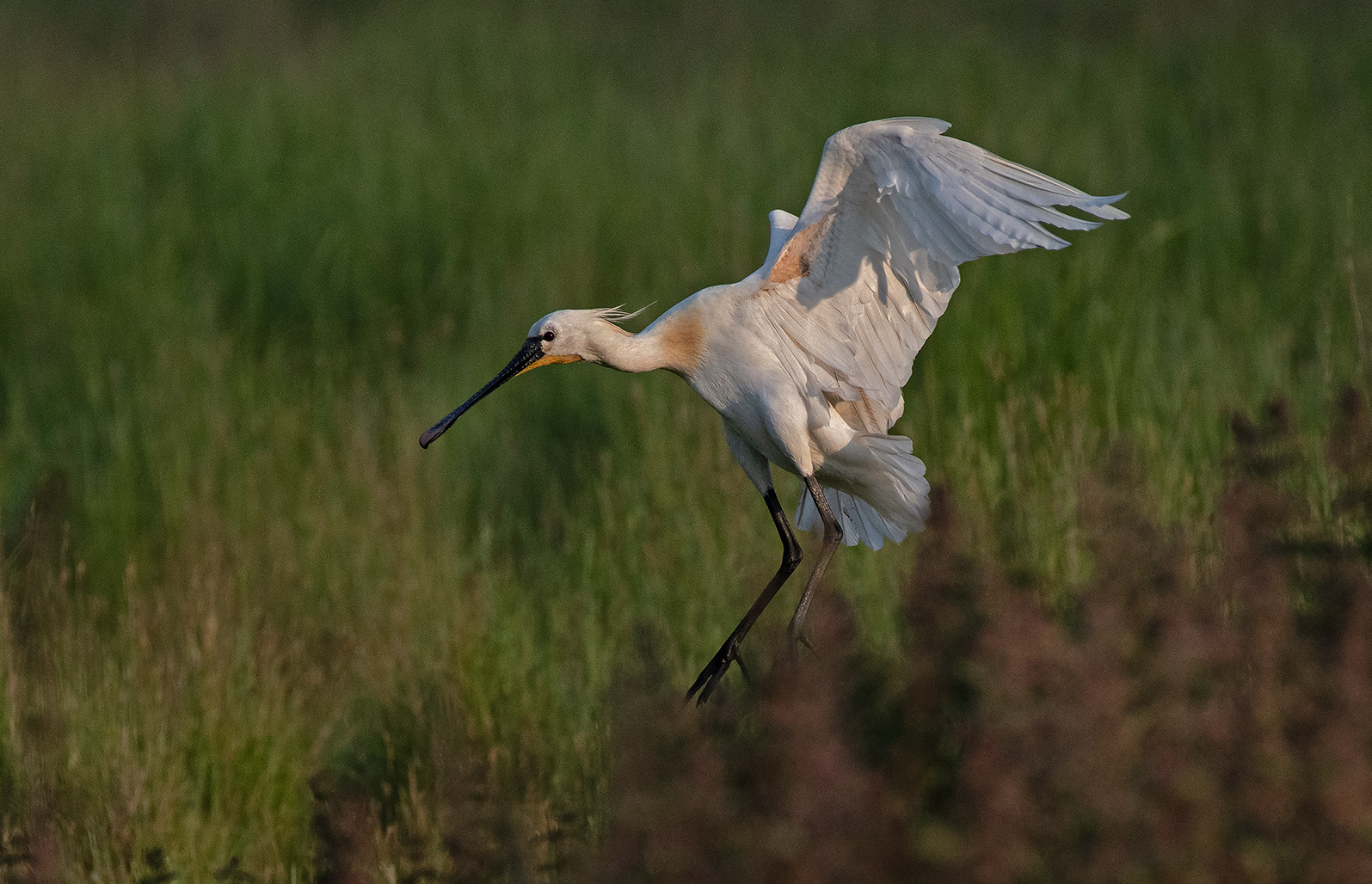 Löffler  -  Platalea leucorodia