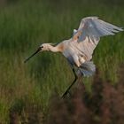 Löffler  -  Platalea leucorodia