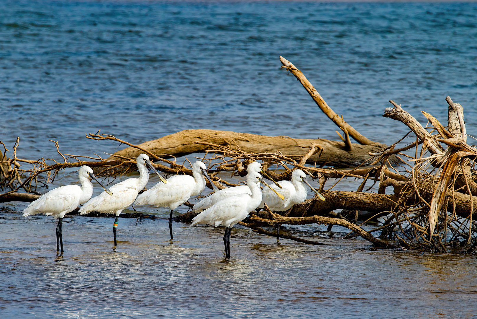 Löffler (Platalea leucorodia)