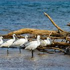 Löffler (Platalea leucorodia)