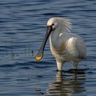 Löffler (Platalea leucorodia) 