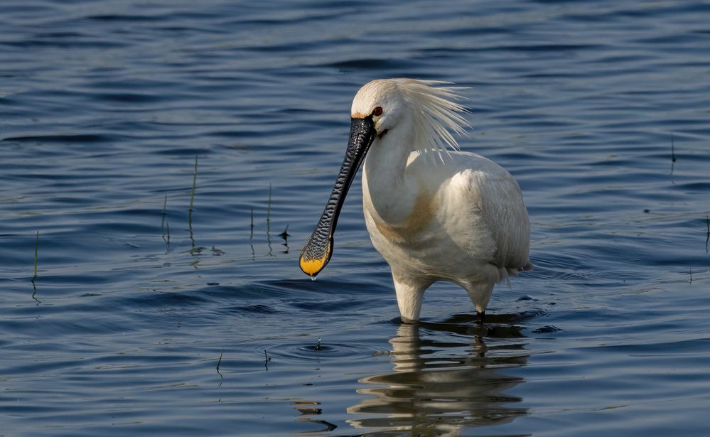 Löffler (Platalea leucorodia) 