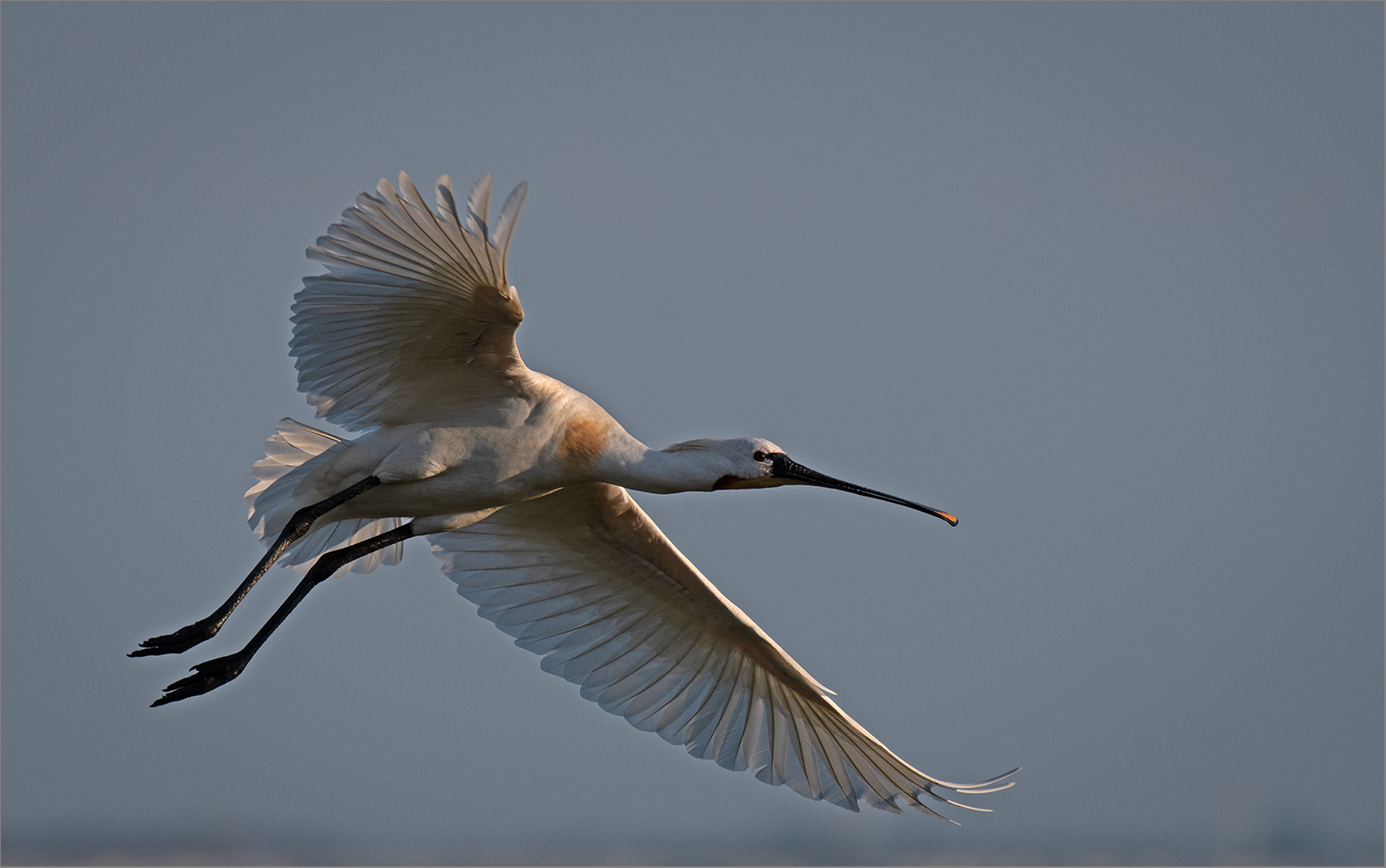 Löffler  -  Platalea leucorodia