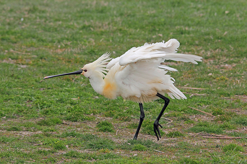 Löffler (Platalea leucorodia)