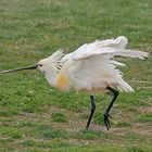 Löffler (Platalea leucorodia)