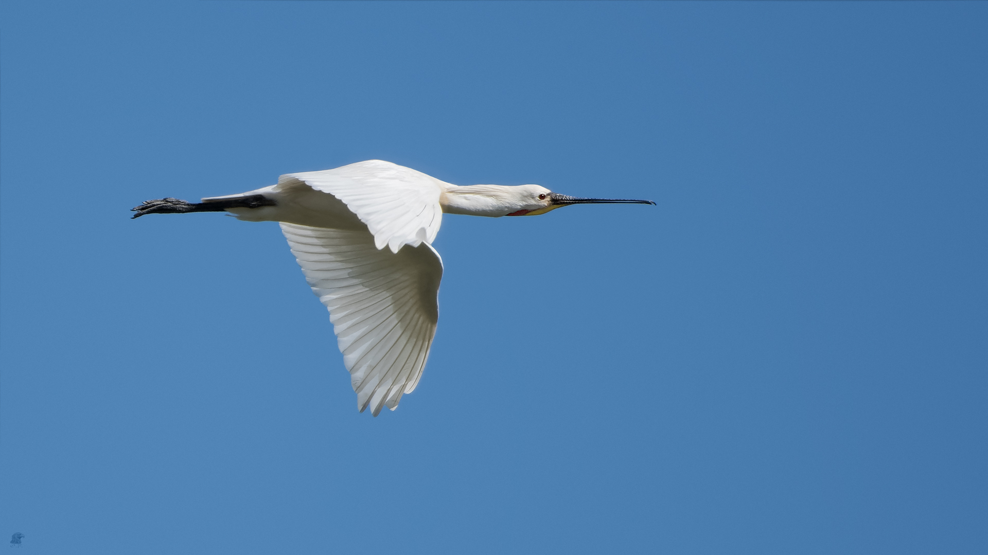 Löffler (Platalea leucorodia) ... 