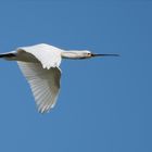 Löffler (Platalea leucorodia) ... 