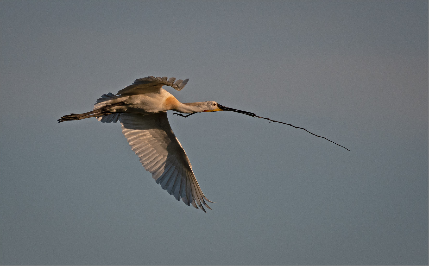 Löffler  -  Platalea leucorodia