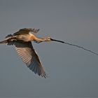 Löffler  -  Platalea leucorodia