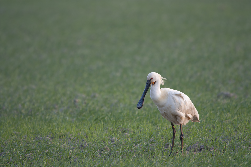 - Löffler (Platalea leucorodia) -