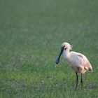 - Löffler (Platalea leucorodia) -