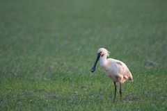 - Löffler (Platalea leucorodia) -