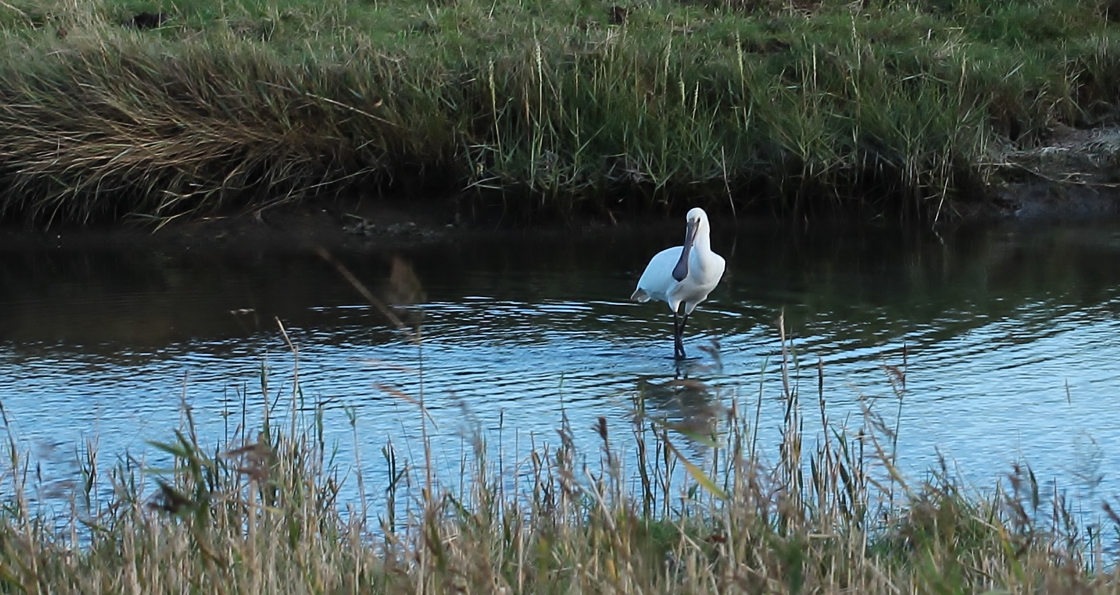 Löffler (Platalea leucorodia)...