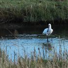 Löffler (Platalea leucorodia)...