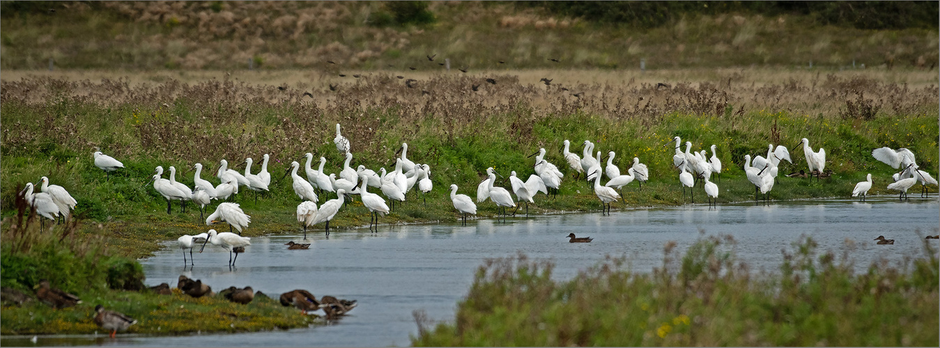 Löffler  -  Platalea leucorodia