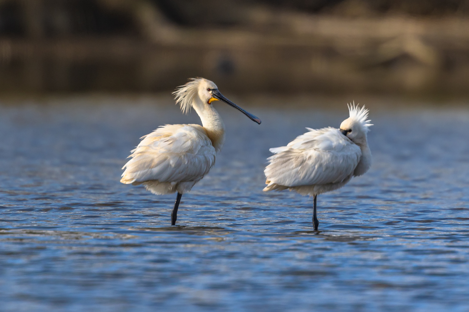 Löffler (Platalea leucorodia)