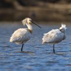 Löffler (Platalea leucorodia)