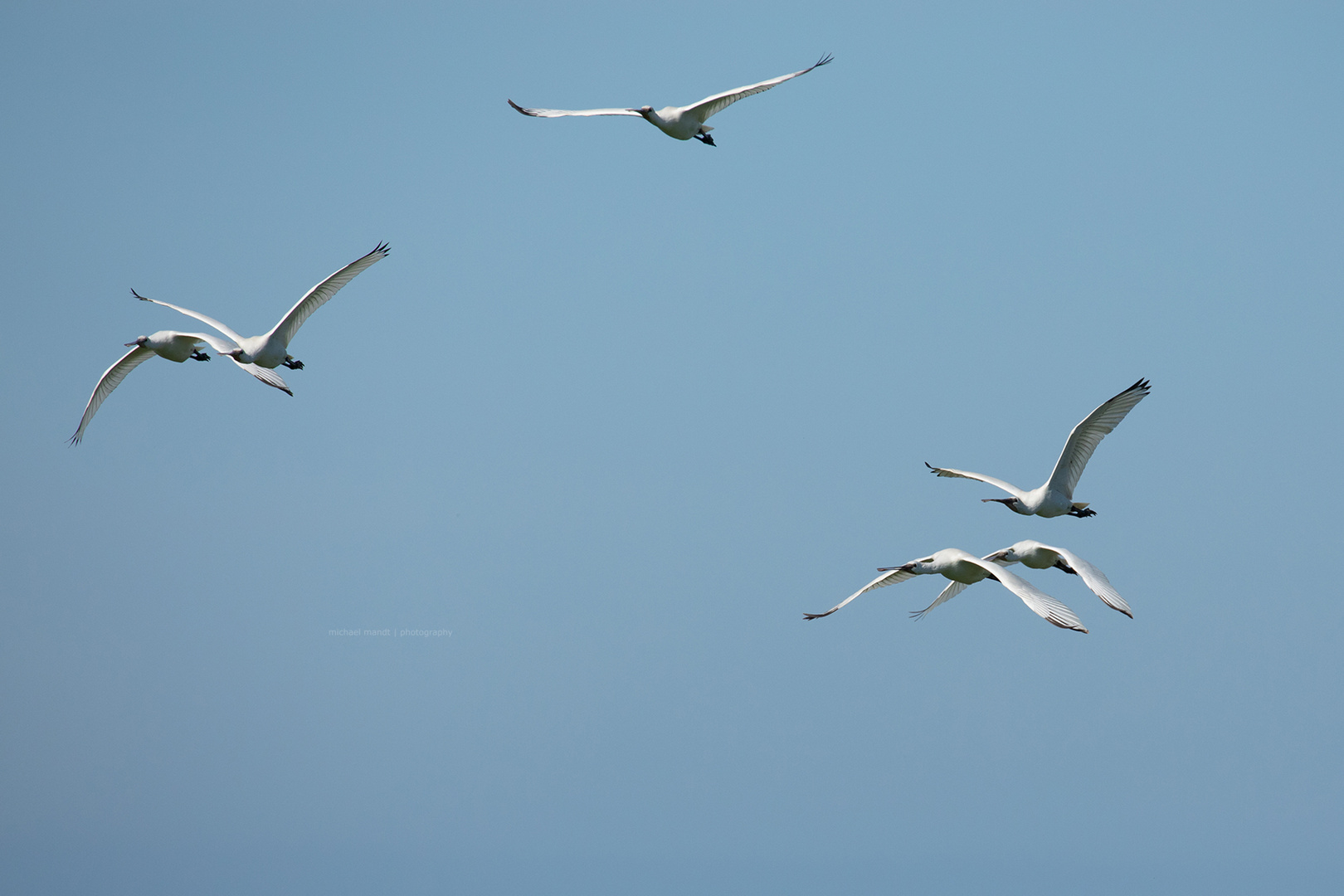 Löffler - Platalea leucorodia