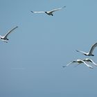 Löffler - Platalea leucorodia