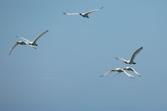 Löffler - Platalea leucorodia