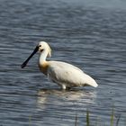 Löffler ( Platalea leucorodia )