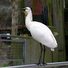 Löffler (Platalea leucorodia) auch Löffelreiher