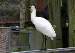 Löffler (Platalea leucorodia) auch Löffelreiher