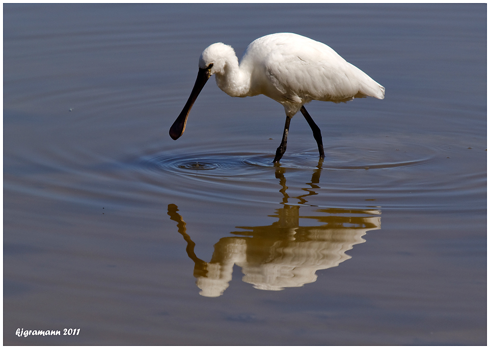 Löffler (Platalea leucorodia).....