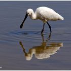 Löffler (Platalea leucorodia).....