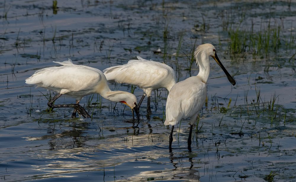 Löffler (Platalea leucorodia)