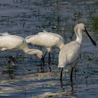 Löffler (Platalea leucorodia)