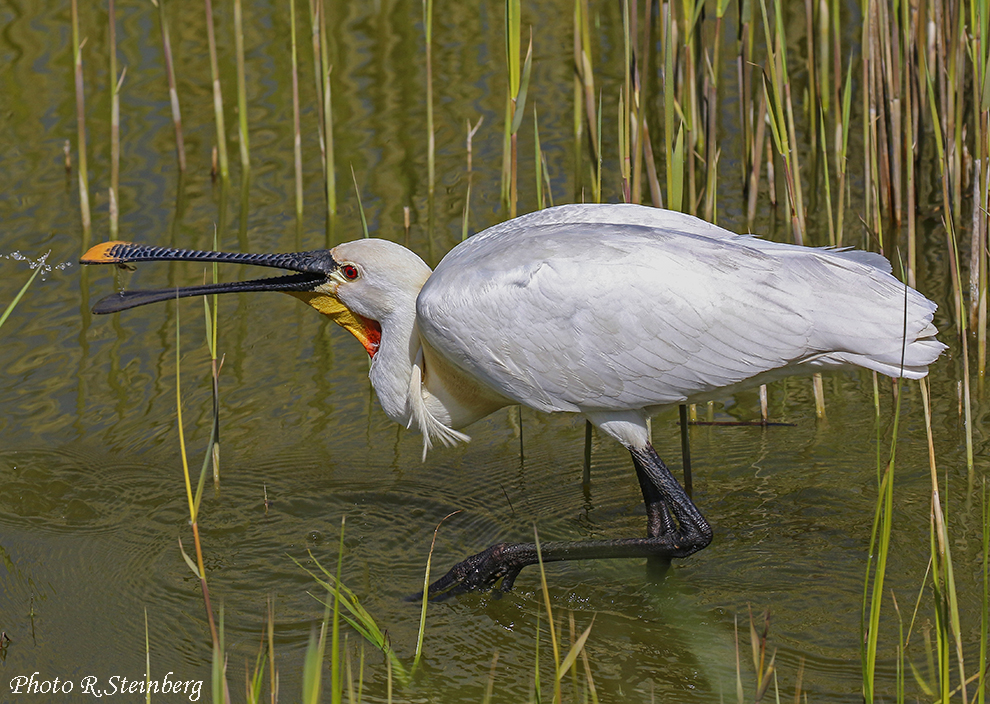 Löffler (Platalea leucorodia)