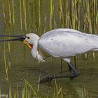 Löffler (Platalea leucorodia)