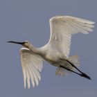 Löffler (Platalea leucorodia)