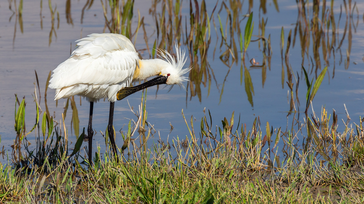 Löffler (Platalea leucorodia) bei der Gefiederpflege