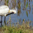 Löffler (Platalea leucorodia) bei der Gefiederpflege