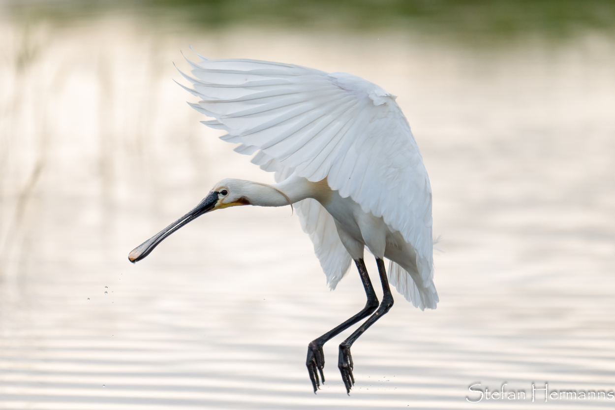 Löffler (Platalea leucorodia)