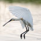 Löffler (Platalea leucorodia)